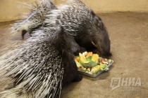 Семейство дикобразов