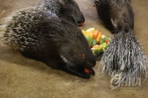 Семейство дикобразов