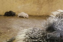 Семейство дикобразов