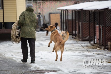 Подведение итогов работы приюта для бездомных животных в Нижнем Новгороде в 2017 году
