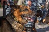Около пяти тысяч сотрудников МВД будут следить за порядком на новогодних мероприятиях в Нижегородской области