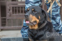 СМИ сообщили о ликвидации террориста в Нижнем Новгороде