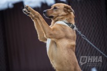 Аграрный комитет ЗС НО одобрил законопроект об отлове безнадзорных животных в местах проведения мероприятий ЧМ