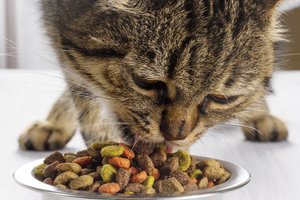 Как правильно выбрать корм для кошки?