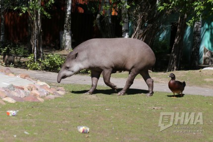Тапир Клеопатра из нижегородского зоопарка предсказала победу Швеции в предстоящем матче ЧМ 18 июня
