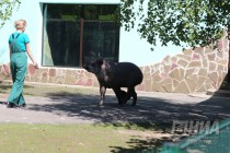 Тапир Клеопатра из нижегородского зоопарка предсказала победу Уругвая в предстоящем матче ЧМ 6 июля