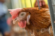 Нижегородский минсельхоз отмечает тревожную ситуацию с АЧС и птичьим гриппом в регионе