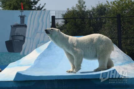 Вольер с белым медведем открылся в нижегородском зоопарке Лимпопо