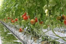 Глава Нижегородской области Глеб Никитин подписал соглашение о строительстве комплекса для круглогодичного выращивания овощей