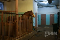 За кулисами шоу Гии Эрадзе Королевский цирк