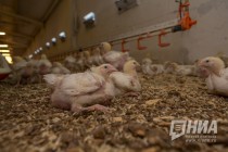 Павловская курочка подозревается в уклонении от уплаты налогов на сумму более  82 млн рублей