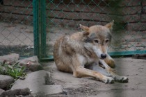Нижегородская мэрия отказалась от передачи в аренду зоопарка Мишутка инвесторам