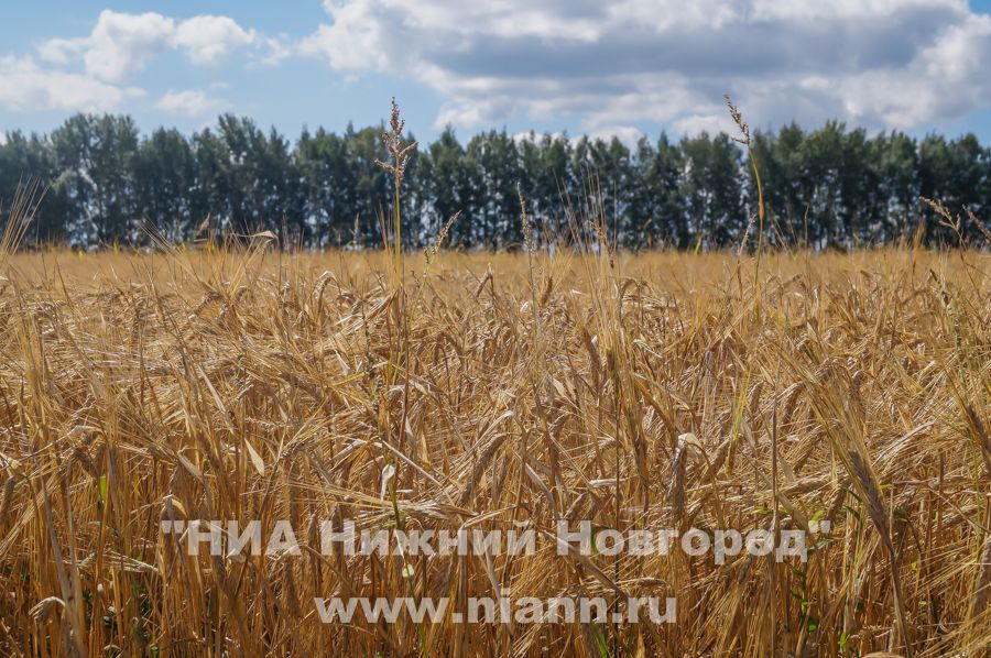 Фермер из Володарского района Нижегородской области подозревается в мошенничестве с землями сельхозназначения