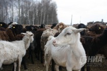 Комплекс по производству йогурта, сыра и мороженого из козьего и овечьего молока начали строить в Нижегородской области