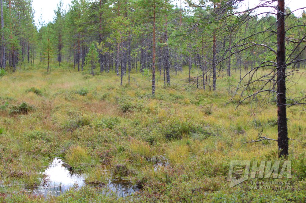 Нижегородские леса пройдут санитарное обследование с приходом весеннего тепла
