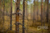 Пресс-тур по Керженскому заповеднику Нижегородской области