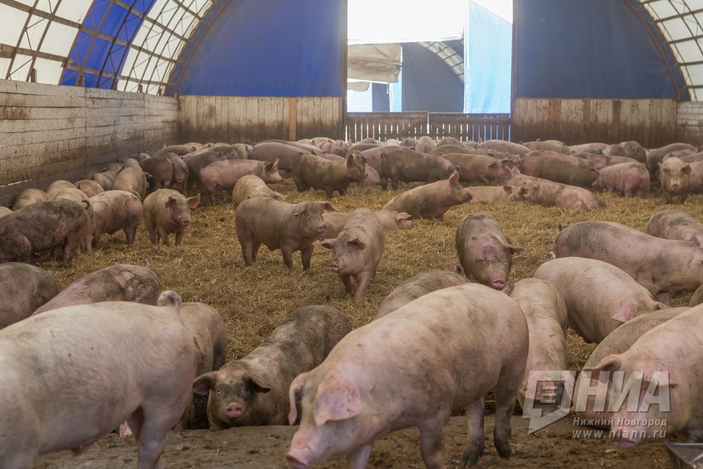 Вадский свинокомплекс хочет избавить окружающие территории от неприятных запахов за два года