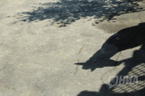 Первый праздник зебрёнка