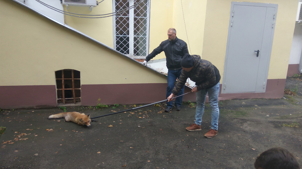 Лисица забежала на территорию Нижегородского кремля