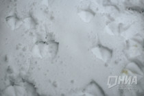 Спасти лебедя