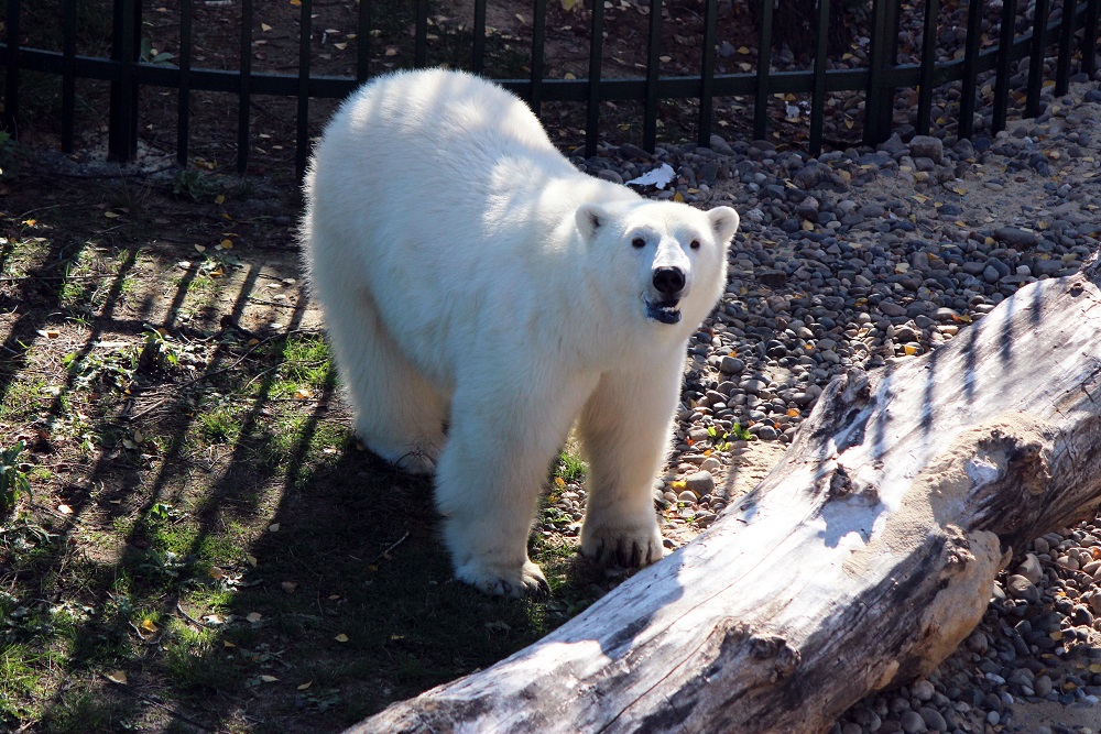 Белый медведь Николай поселится в нижегородском зоопарке 