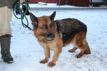 Нижегородская полиция ищет новых хозяев для 11 служебных собак