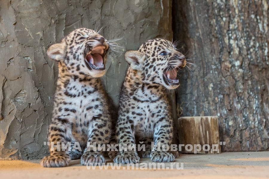 Зоопарк Лимпопо, Нижний Новгород: животные, фото, сайт, адрес