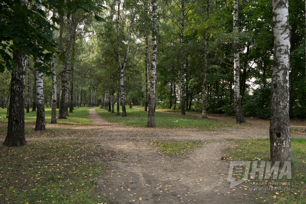 Рабочая группа Думы Нижнего Новгорода обозначила проблемы содержания территорий городских лесов