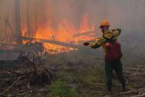 Лесной пожар зарегистрирован в Воротынском районе Нижегородской области