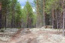 Нижегородская область в 2022 году получила более 916 млн рублей лесных доходов