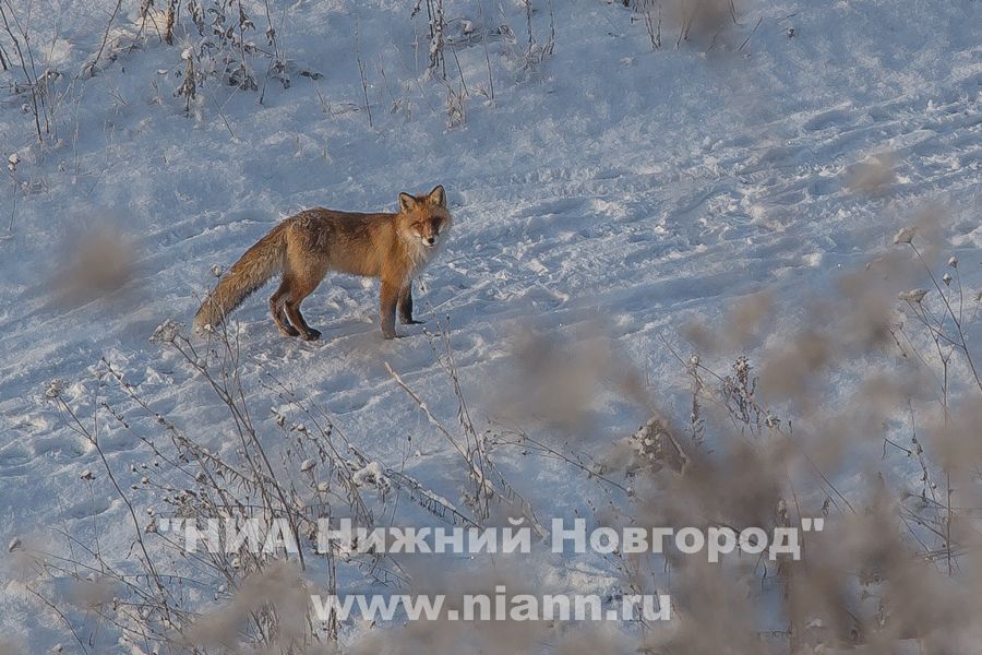 Более 280 видов животных находятся под особой охраной в Нижегородской области