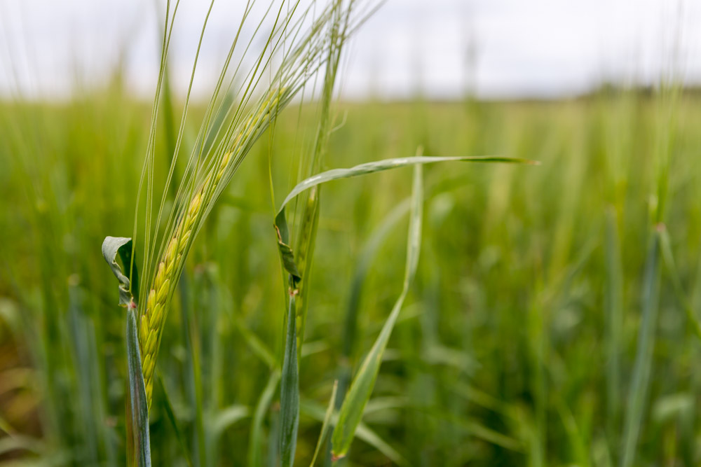 Около 170 тыс. тонн сена планируется заготовить в Нижегородской области в 2023 году