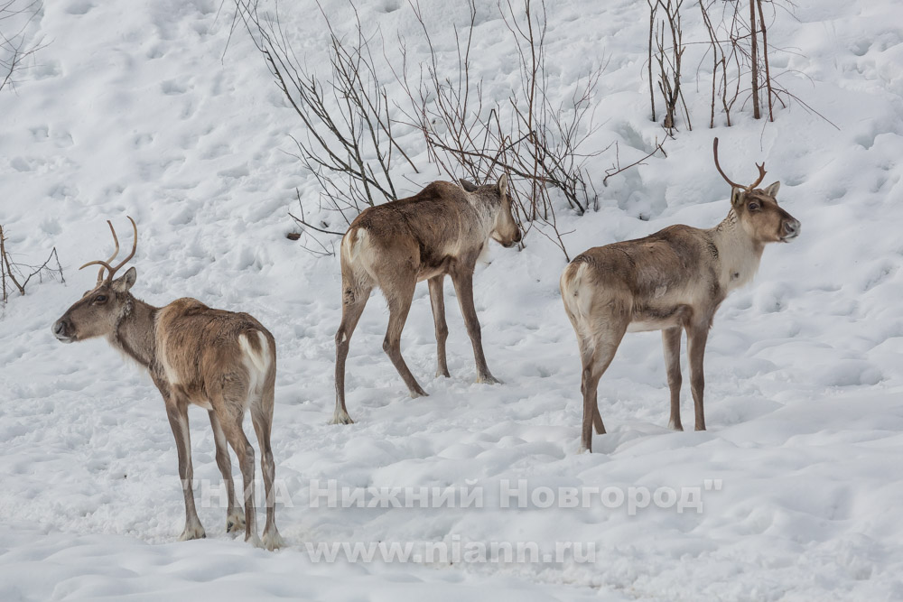 Ежегодный зимний учет диких животных стартует в Нижегородской области