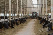 Нижегородские аграрии с начала года нарастили производство мяса и молока