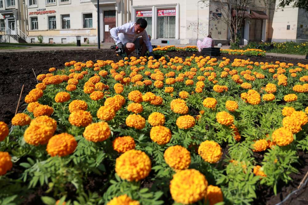 Общественные пространства Нижнего Новгорода в этом году украсят более 1,3 млн цветов