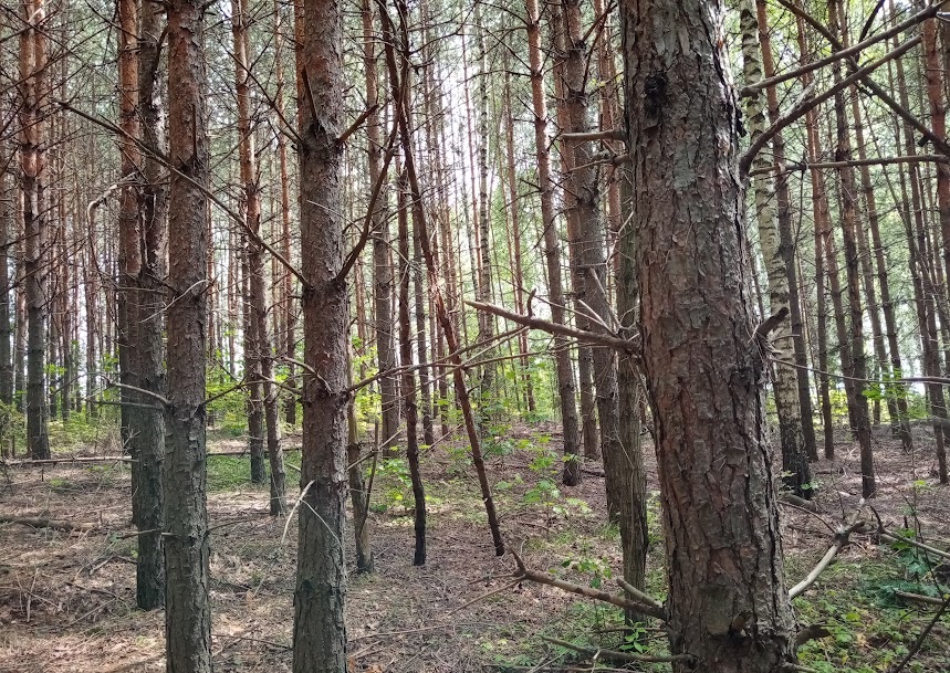 Высокая пожароопасность лесов прогнозируется в Нижегородской области с 29 мая
