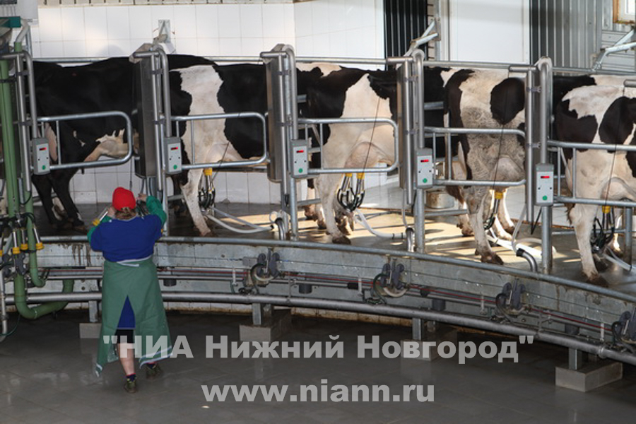 Нижегородские аграрии продолжают наращивать производство мяса, молока и яиц