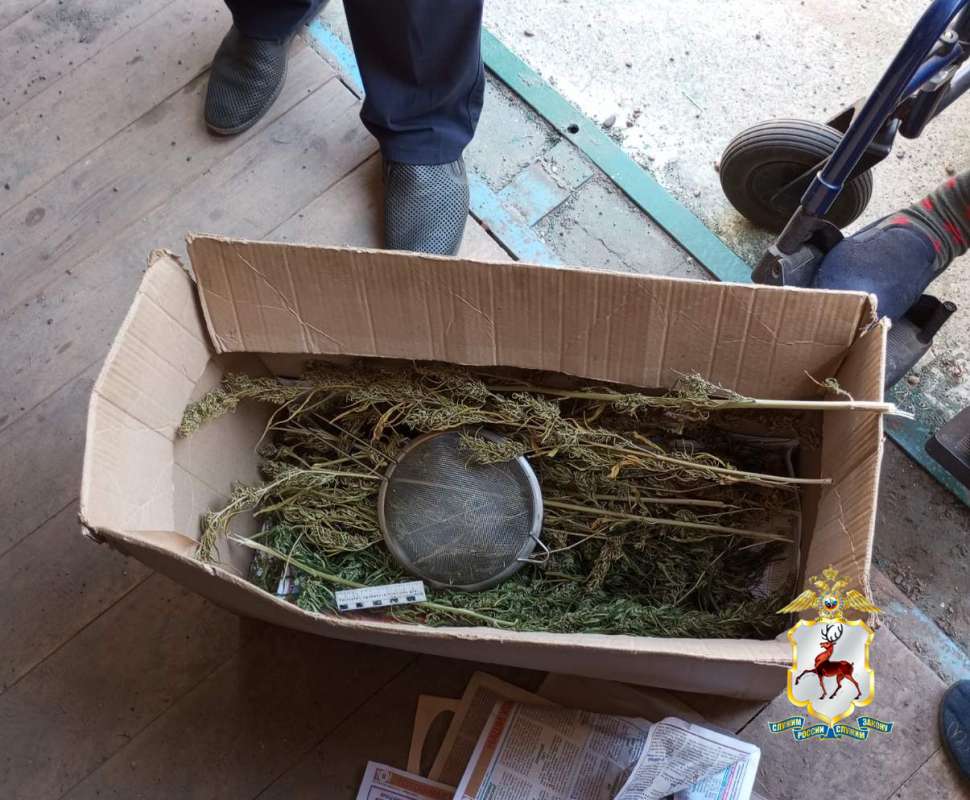 Плантацию конопли обнаружили полицейские у жителей Заволжья