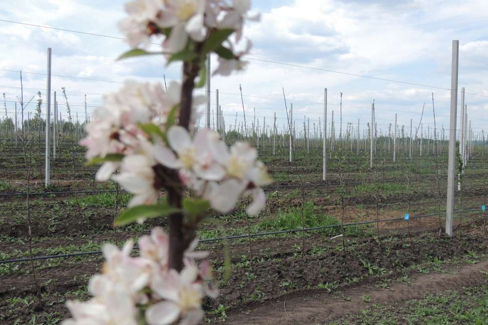 Яблоневый сад на 15 га заложили  в Нижегородской области 