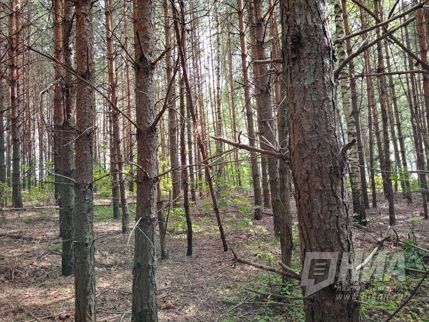 Высокая пожароопасность лесов и торфяников сохраняется в Нижегородской области