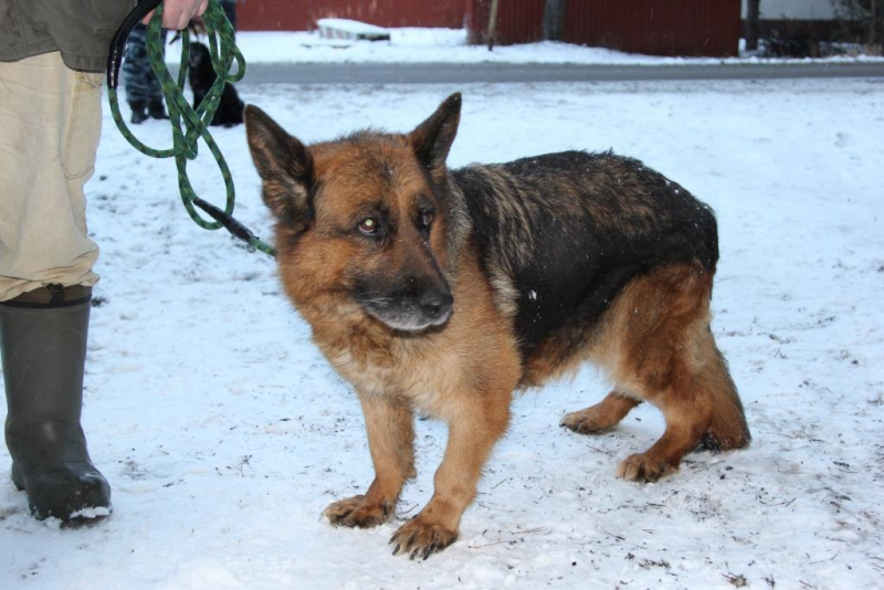 Нижегородские кинологи ищут новых хозяев для двух немецких овчарок