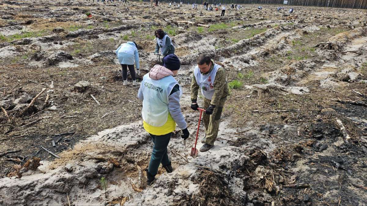 23 тысячи сосен высадили в Нижегородской области честь 80-летия Победы