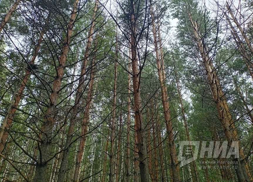 Нижегородские волонтеры спасли двух девочек, потерявшихся в лесу
