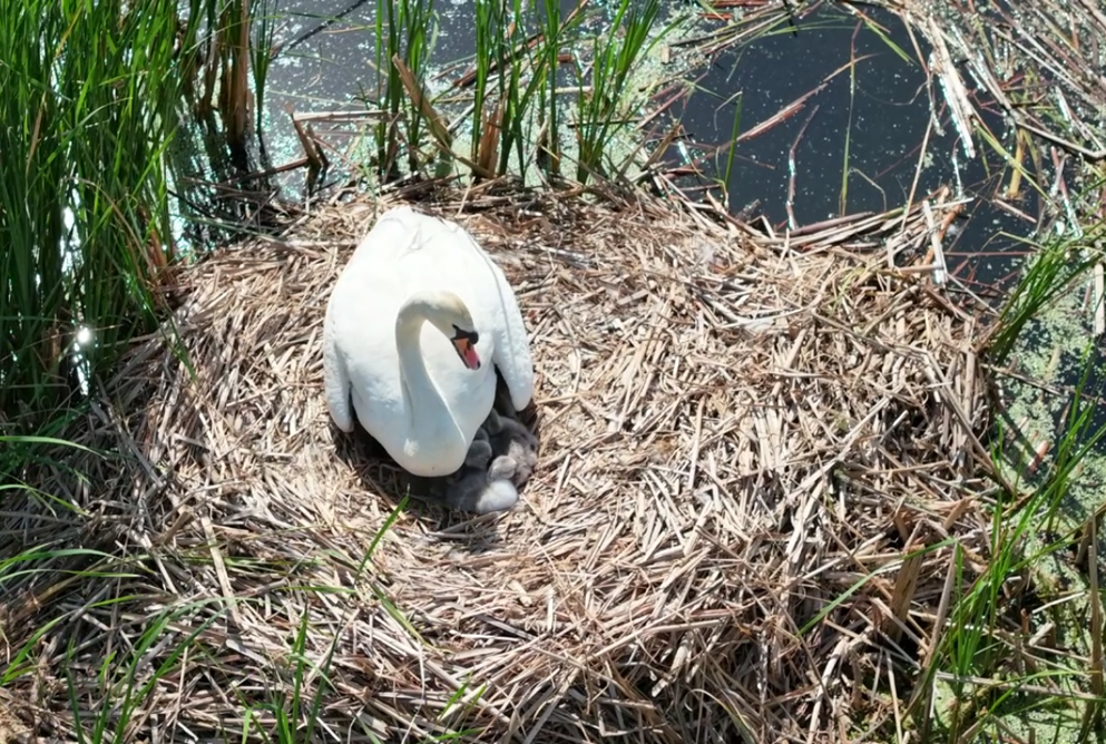 Редкие лебеди-шипуны вывели птенцов на Артемовских лугах