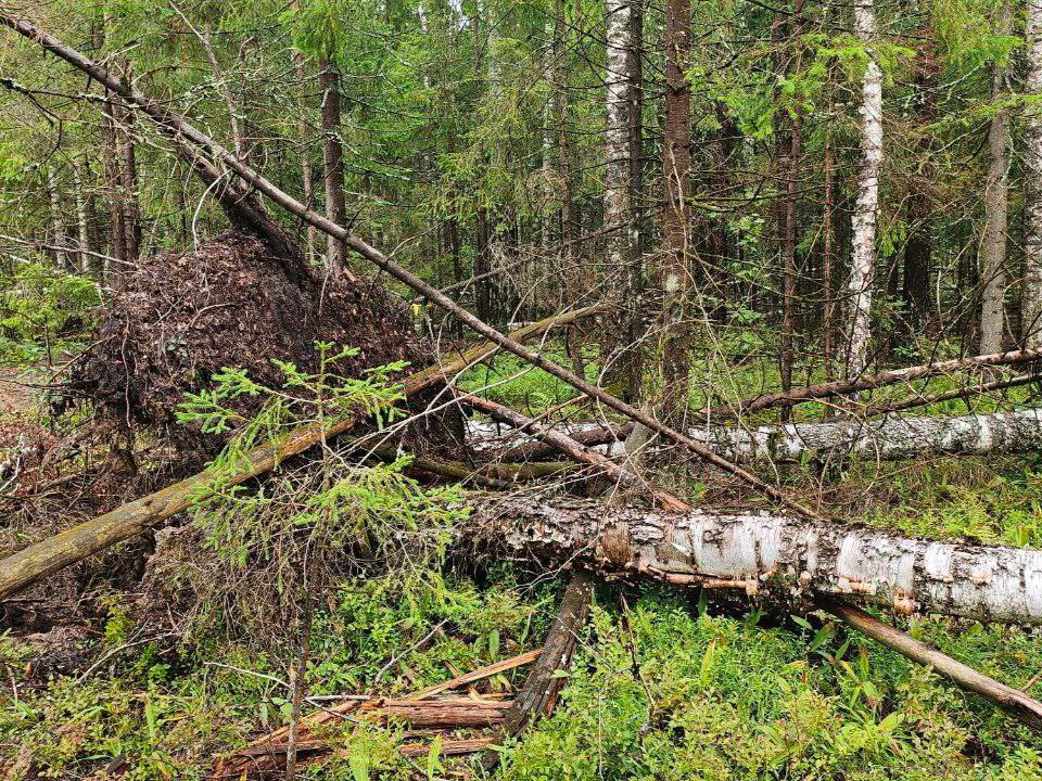 Искусственный интеллект помог выявить более 400 изменений в нижегородских лесах