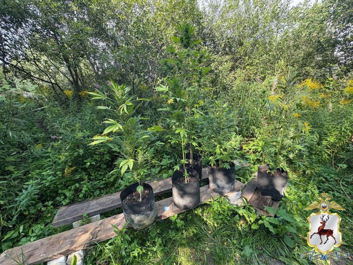 Почти 7 тысяч квадратных метров наркопосевов уничтожили в Нижегородской области