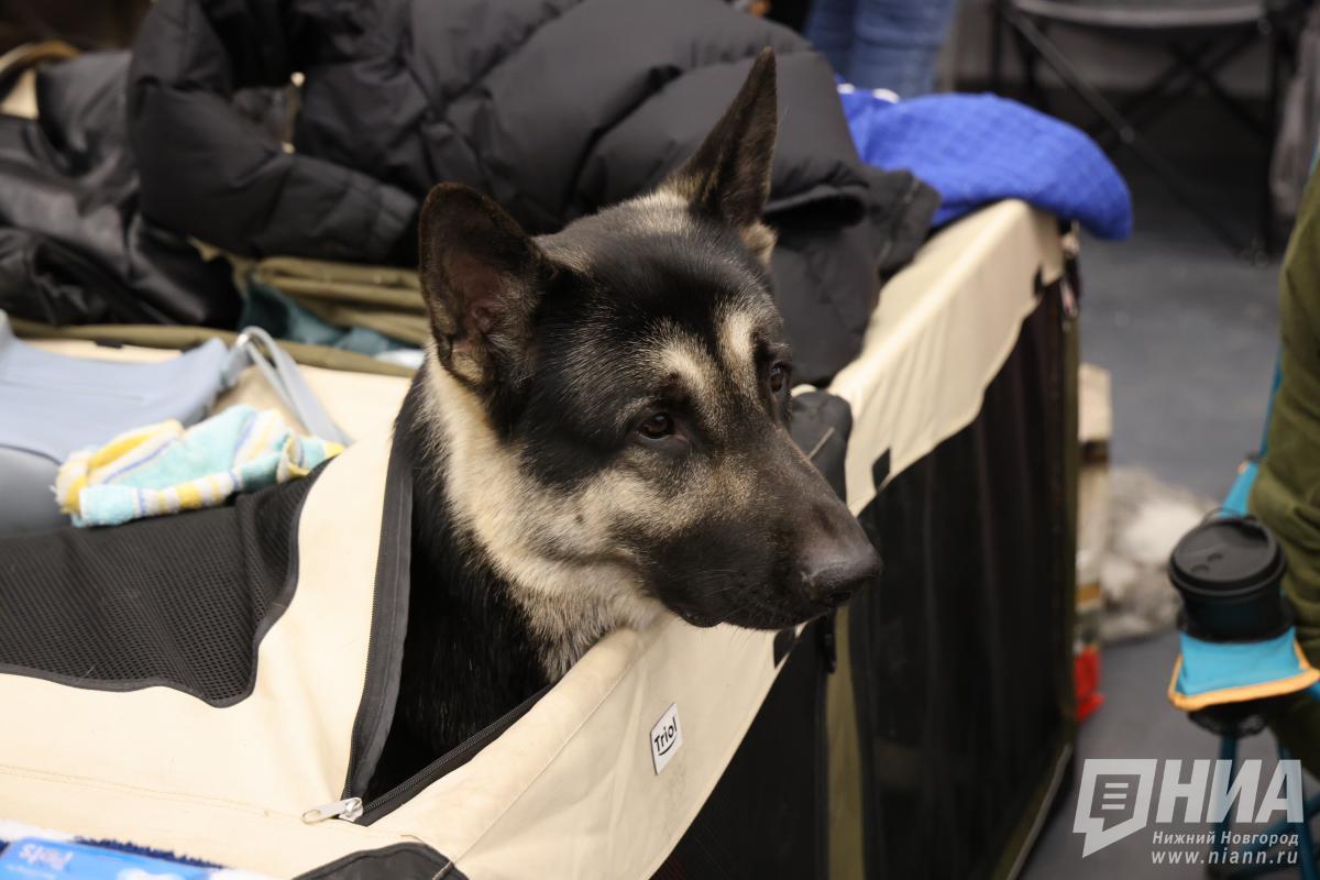 Более 15 нарушений при вывозе домашних животных выявили в нижегородском аэропорту