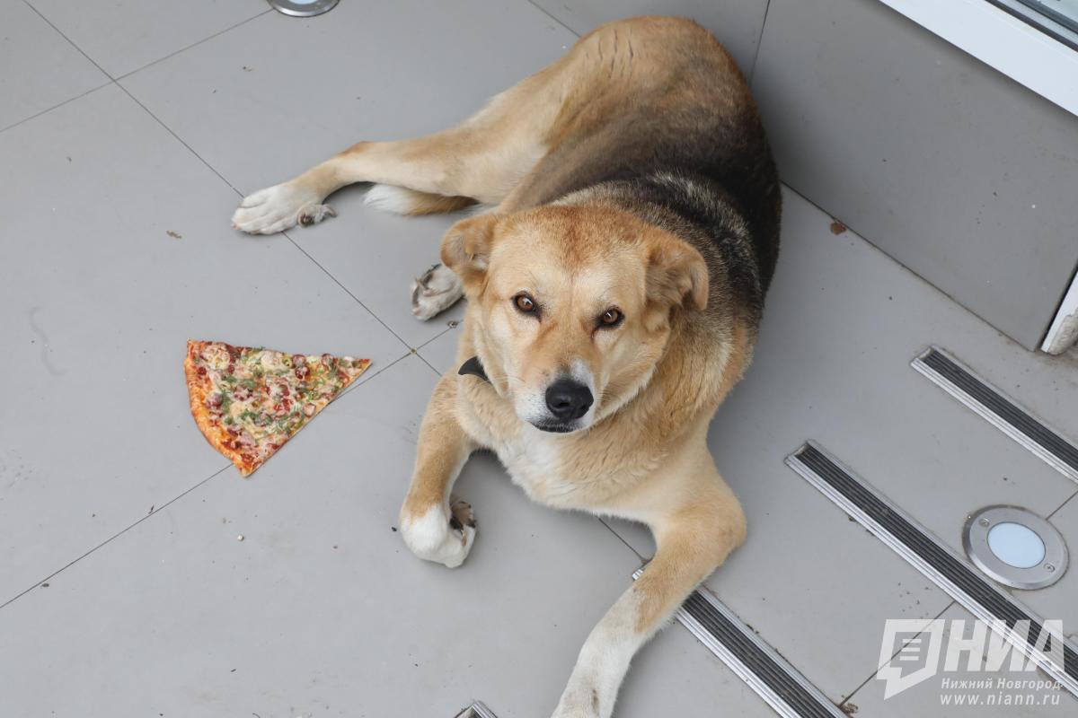 Карантин по бешенству введен в трех районах Нижегородской области