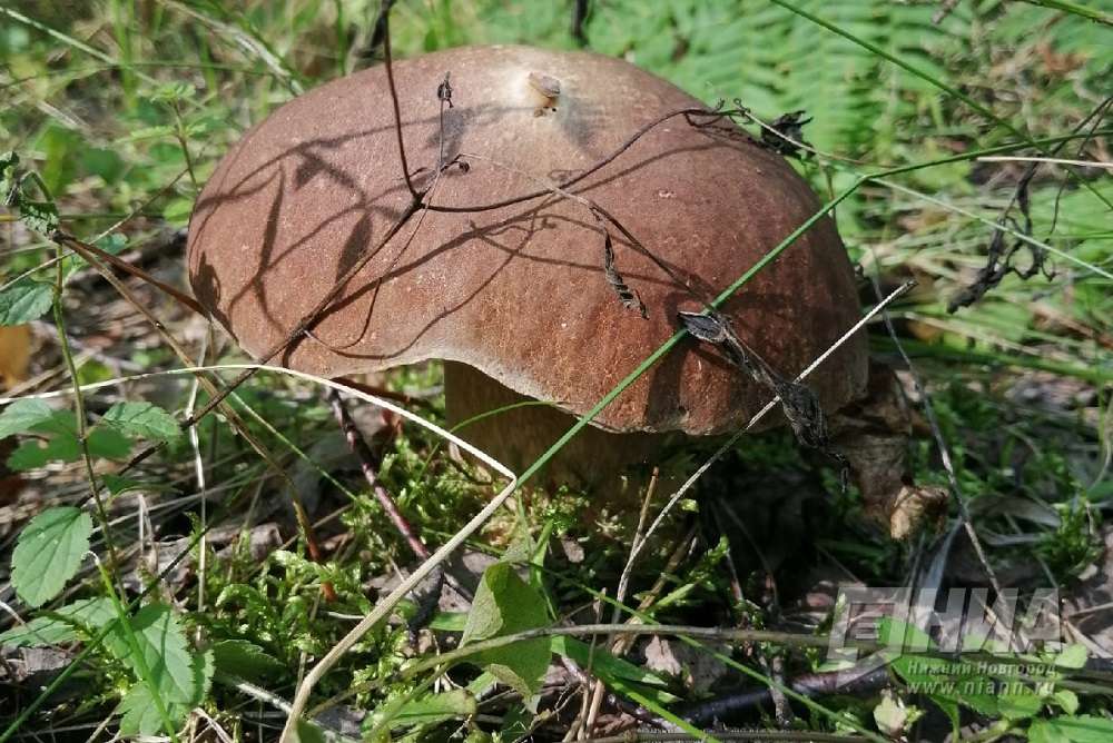 Биолог рассказала, где в Нижегородской области самые грибные места