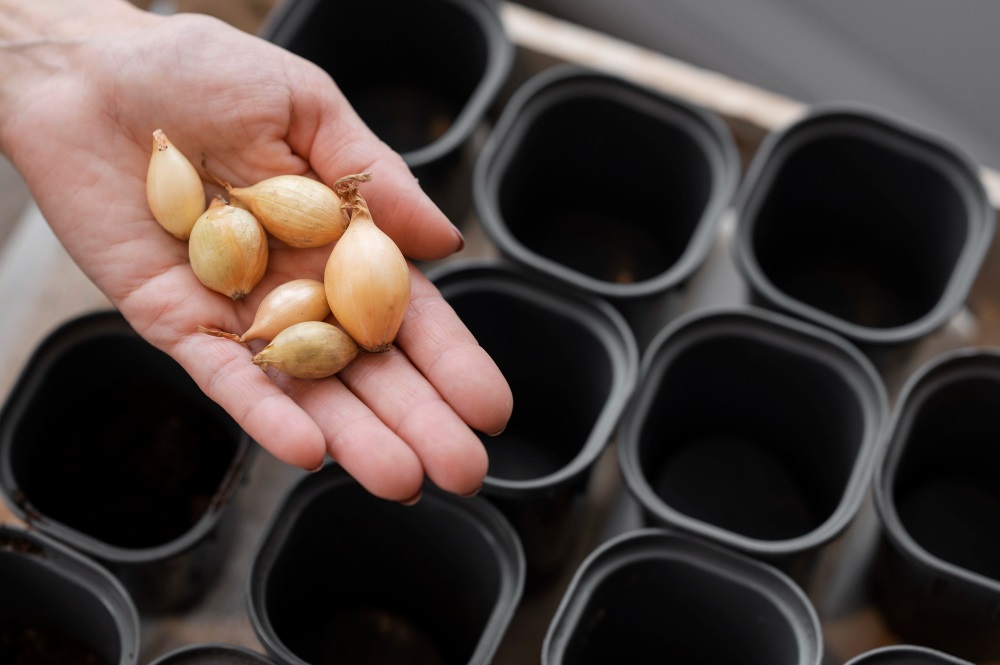 Агроном Воробьёв рассказал, что и как сажать под зиму для ранних всходов